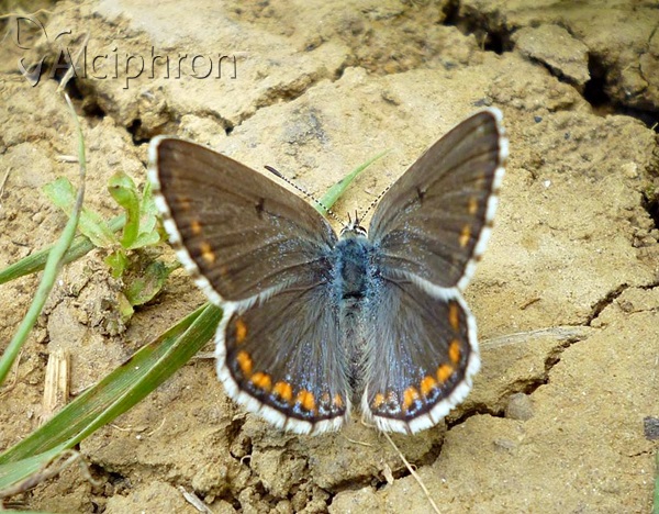 Lysandra bellargus