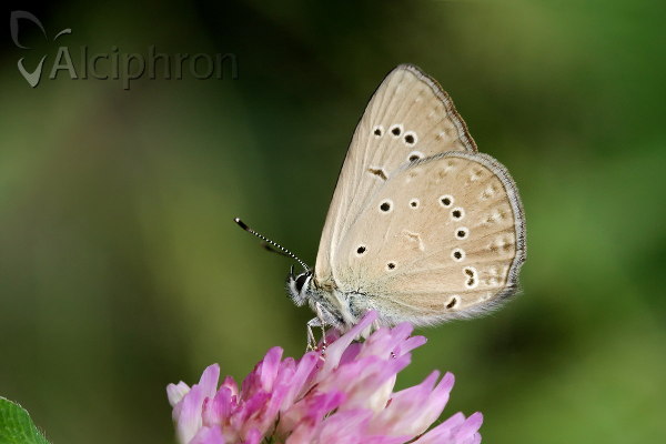 Polyommatus admetus