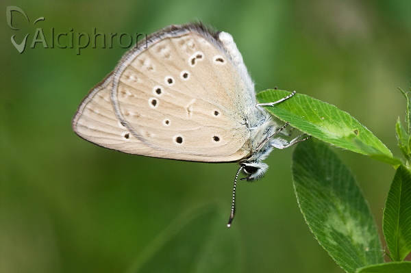 Polyommatus admetus