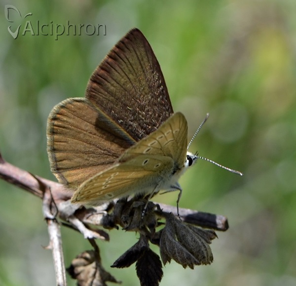 Polyommatus admetus