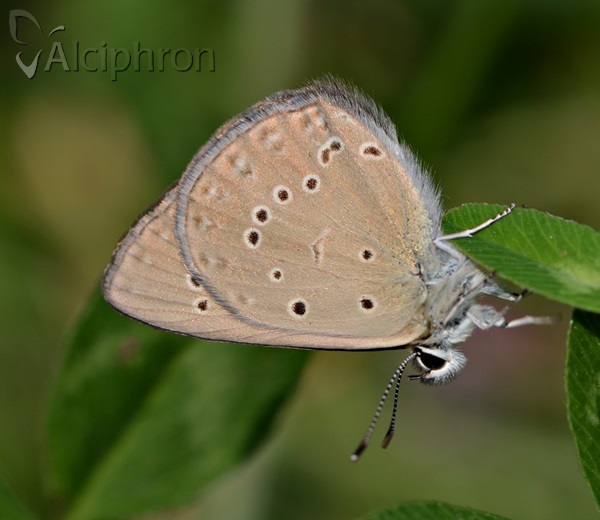 Polyommatus admetus