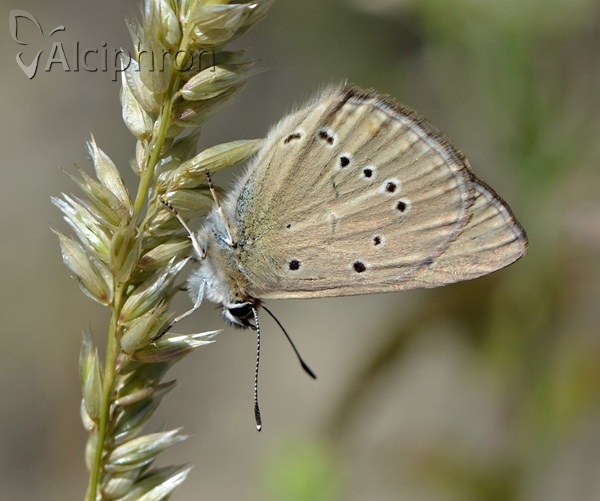 Polyommatus admetus