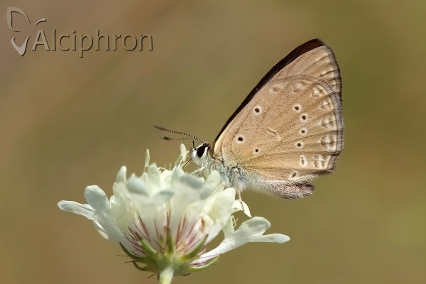 Polyommatus admetus