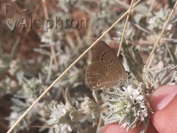 Polyommatus admetus
