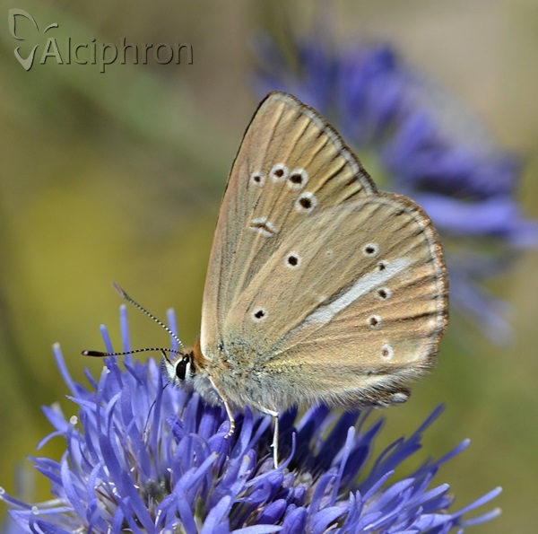 Polyommatus ripartii