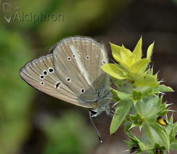 Polyommatus ripartii