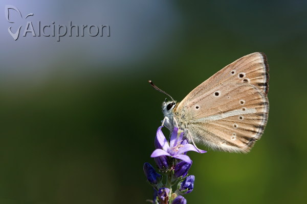Polyommatus ripartii