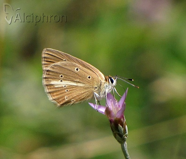 Polyommatus ripartii