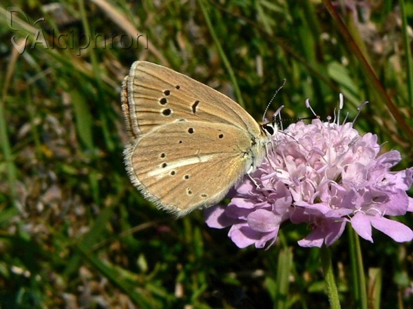 Polyommatus ripartii