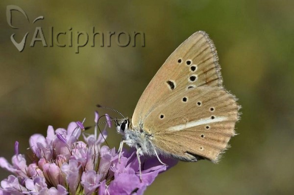 Polyommatus ripartii