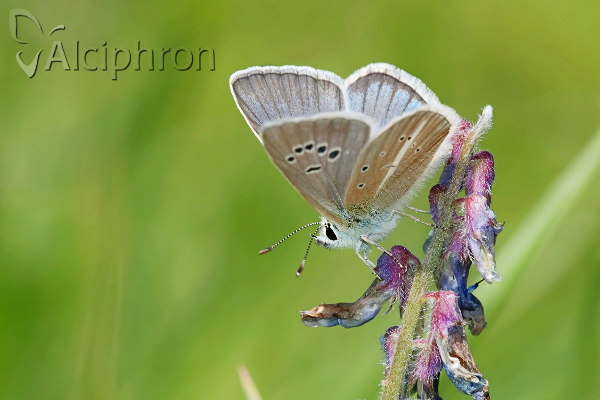 Polyommatus damon