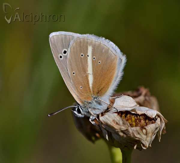 Polyommatus damon