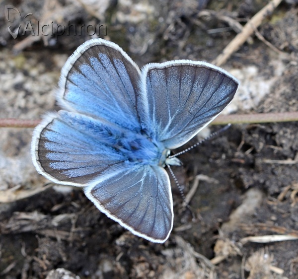 Polyommatus damon