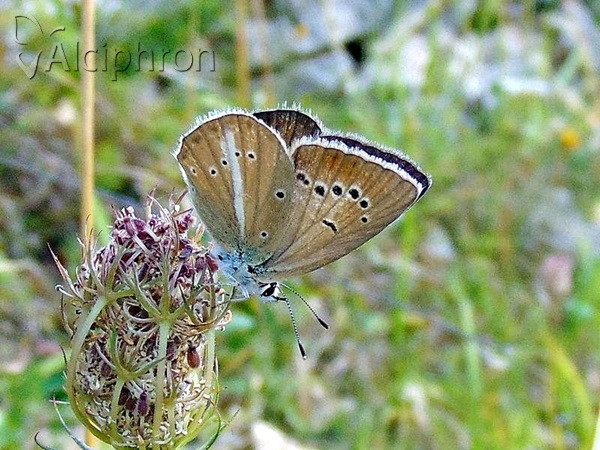 Polyommatus damon