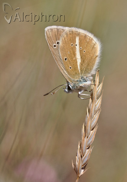 Polyommatus damon