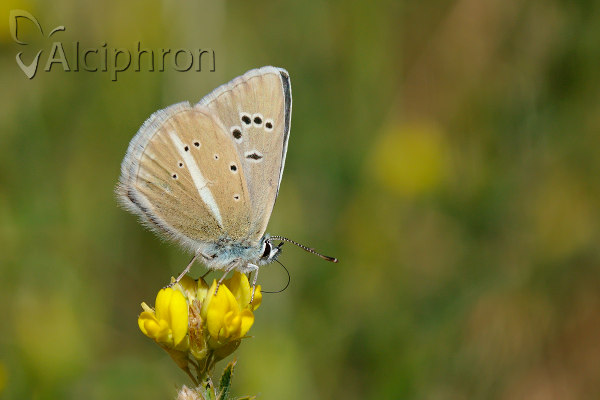 Polyommatus damon