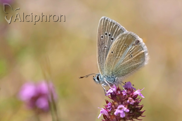Polyommatus damon