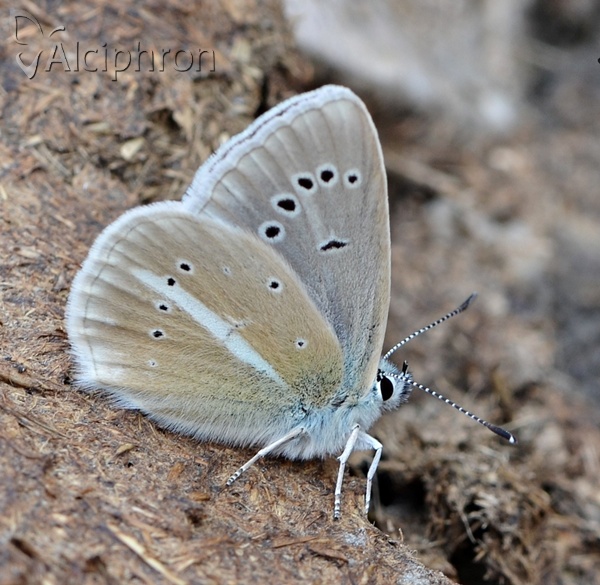 Polyommatus damon