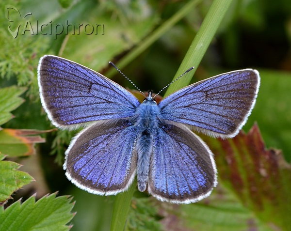 Cyaniris semiargus