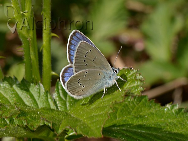 Cyaniris semiargus