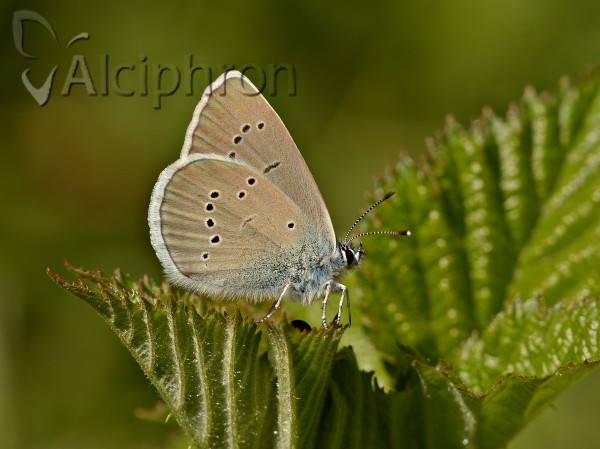 Cyaniris semiargus
