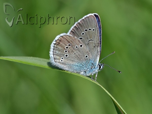 Cyaniris semiargus