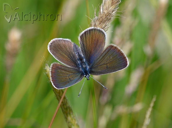 Cyaniris semiargus