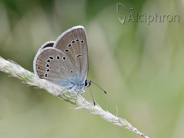 Cyaniris semiargus