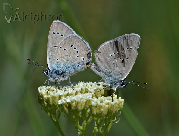 Cyaniris semiargus