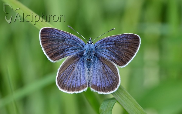 Cyaniris semiargus