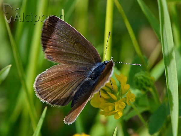 Cyaniris semiargus