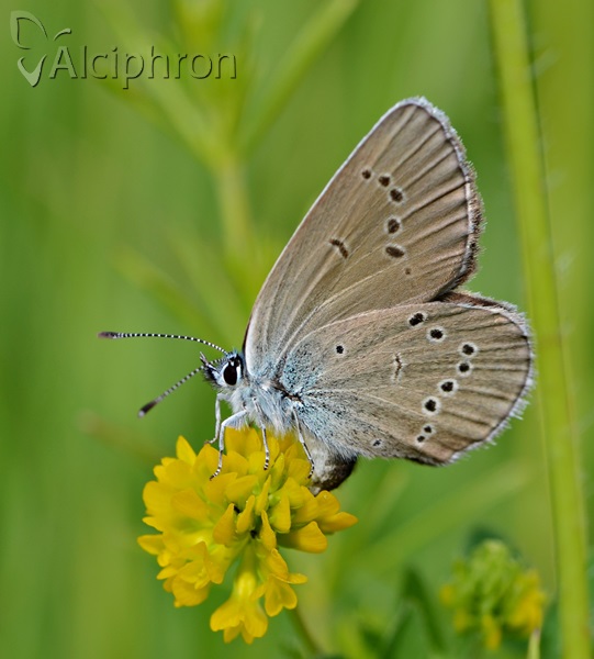 Cyaniris semiargus