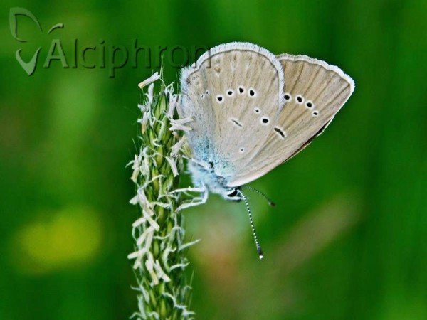 Cyaniris semiargus