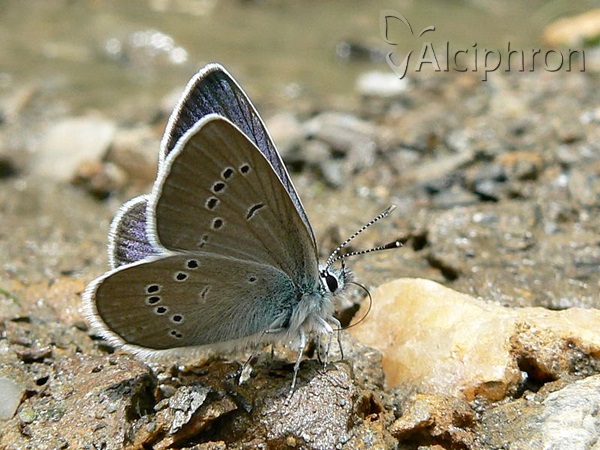 Cyaniris semiargus