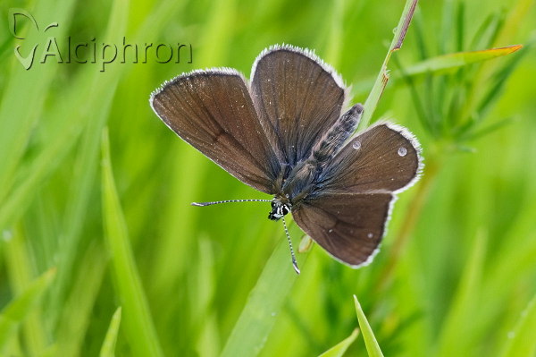 Eumedonia eumedon