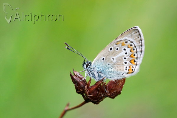 Eumedonia eumedon