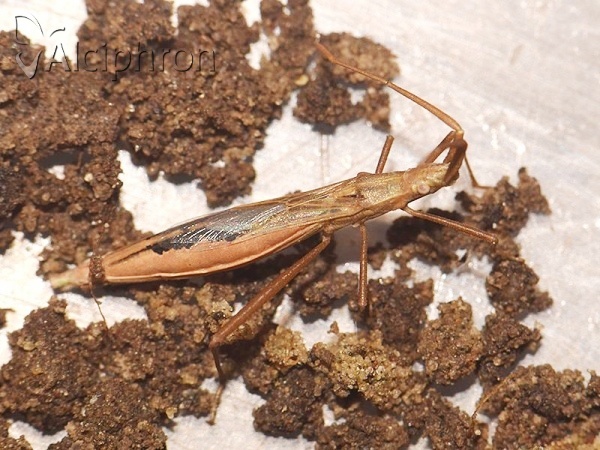 Chorosoma schillingii