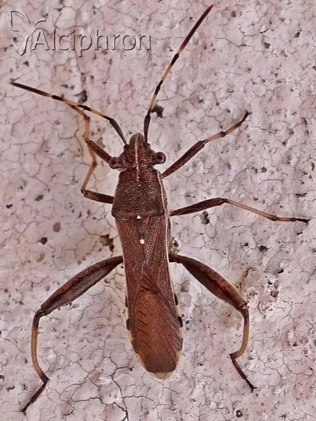 Camptopus lateralis