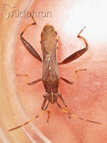 Camptopus lateralis