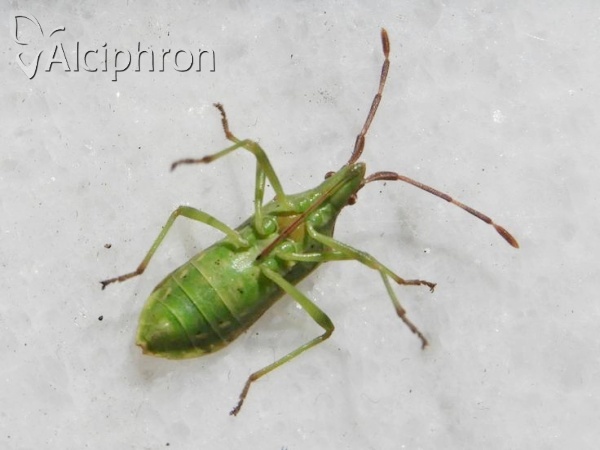 Gonocerus juniperi