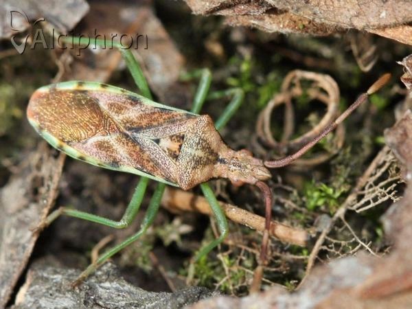 Gonocerus juniperi