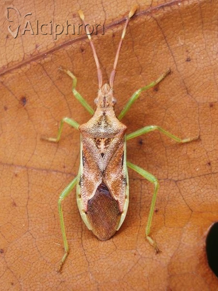 Gonocerus juniperi