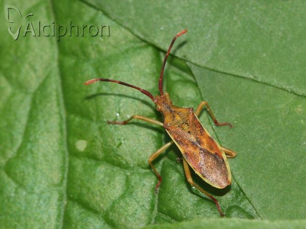 Gonocerus juniperi