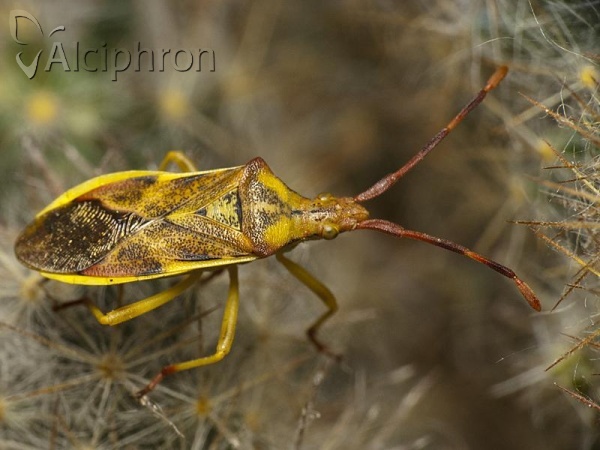 Gonocerus juniperi
