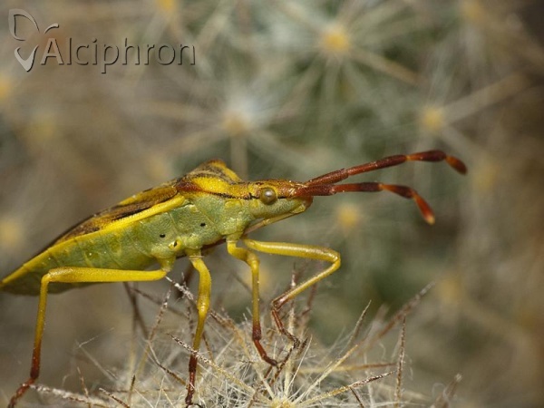 Gonocerus juniperi