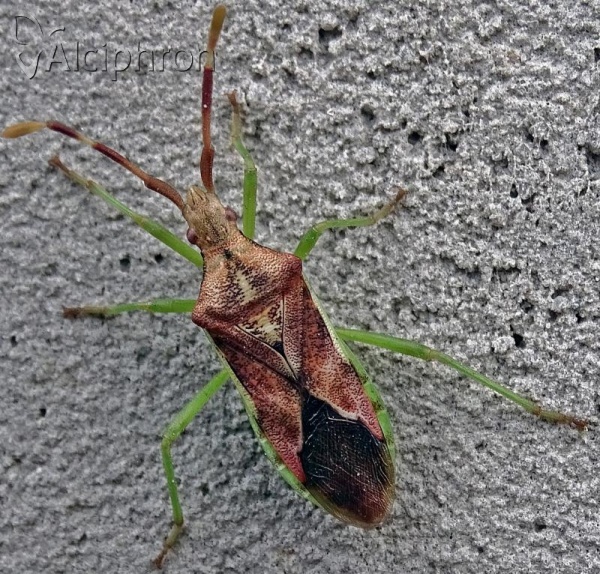 Gonocerus juniperi