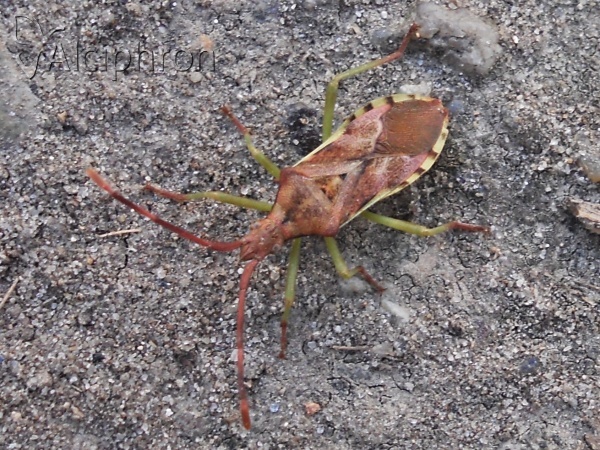 Gonocerus juniperi