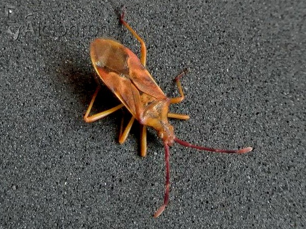 Gonocerus juniperi