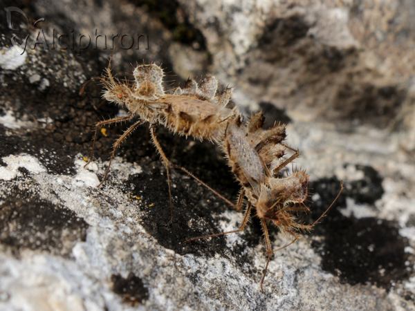 Phyllomorpha laciniata