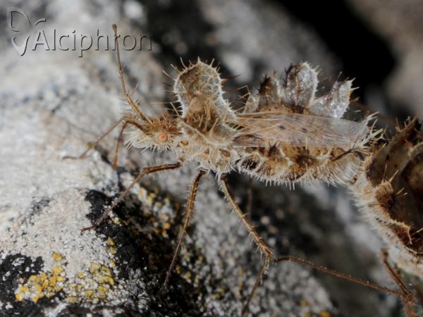 Phyllomorpha laciniata